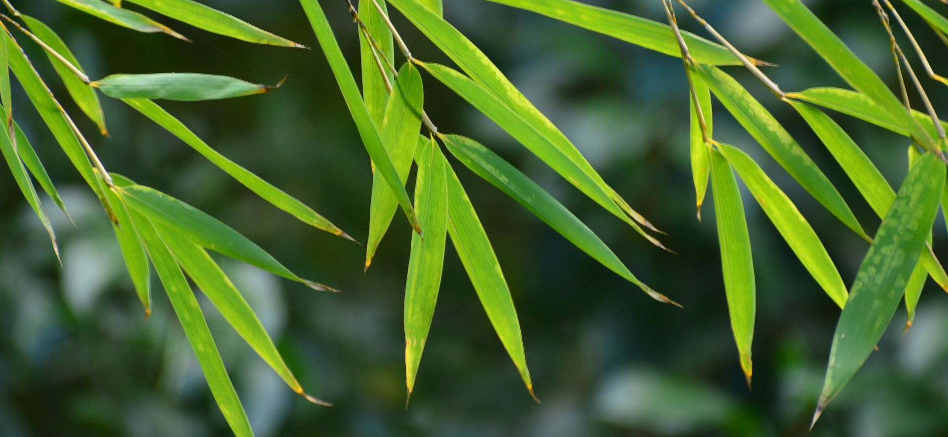 Bambus i Ikigai: Inspirująca Historia Wzrostu i Spełnienia