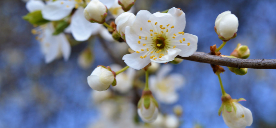 Haiku i Foto-Haiga na warsztatach w Galerii Sztuki